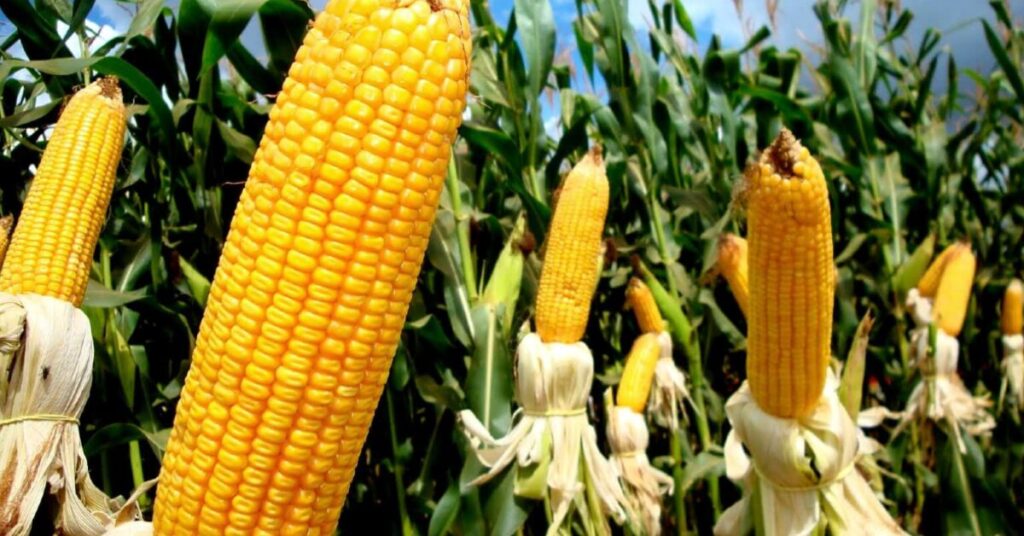 Indicador ESALQ/BM&FBovespa volta operar acima de R$ 60/sc • Portal DBO