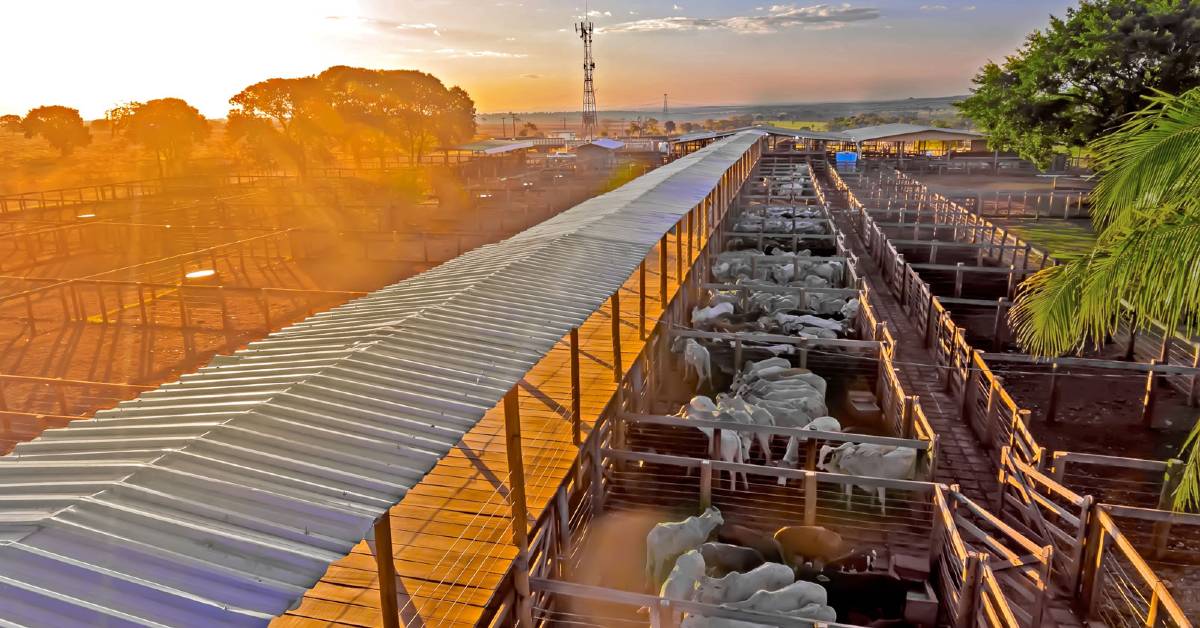 ofertas em Campo Grande ultrapassam 4.300 reses; veja médias • Portal DBO