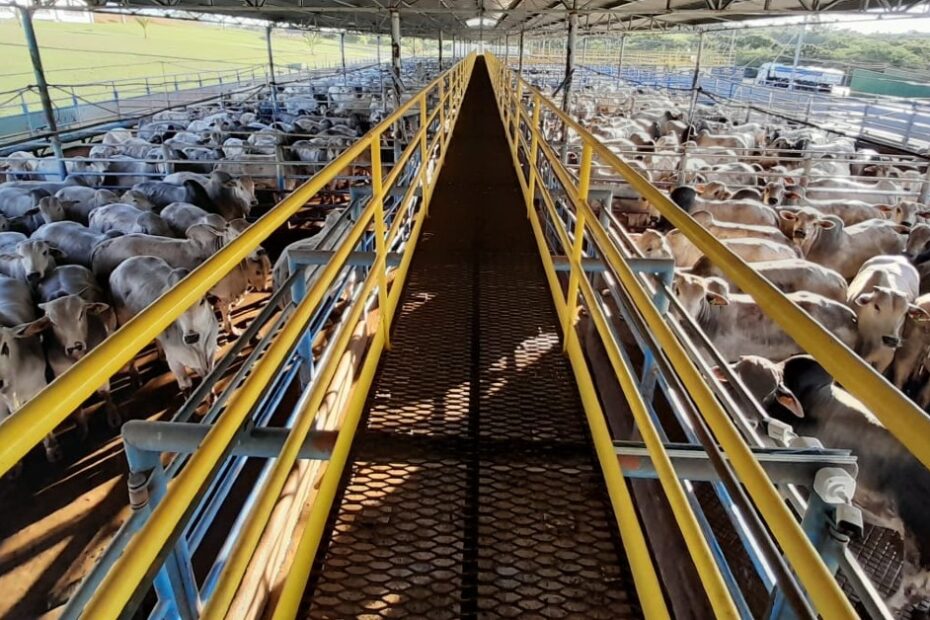 abate de bovinos sobe 11,1% no ano e 5,8% no 3º trimestre de 2023 • Portal DBO