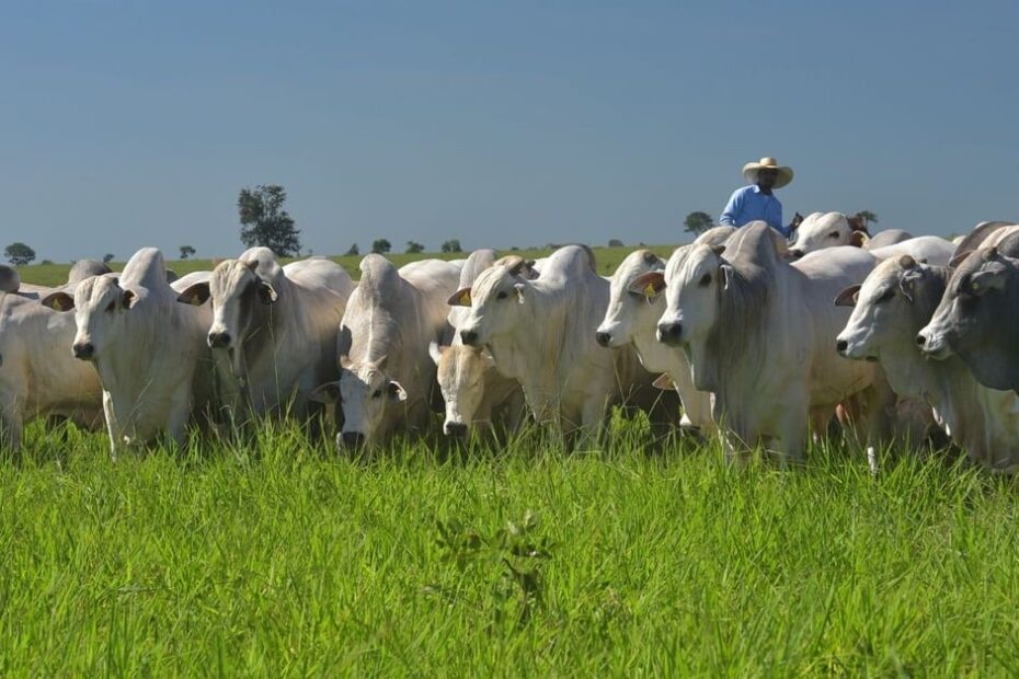 Adubação de pasto: qual o nível de fósforo ideal para uma boa produção de capim?