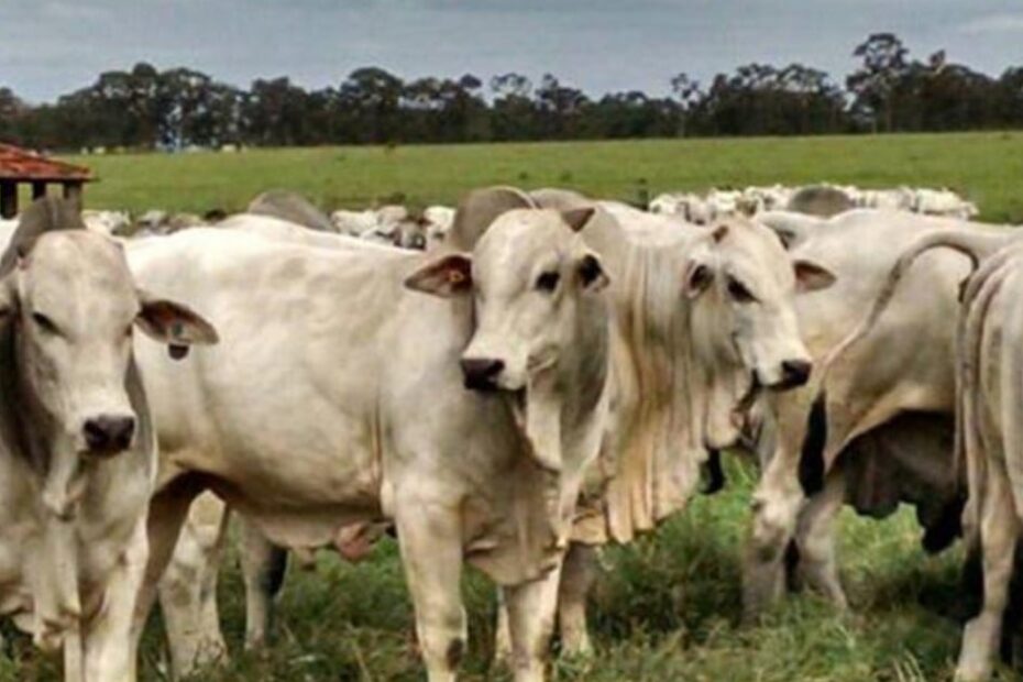 demanda por carne bovina no ápice mantém alta da arroba; veja cotações