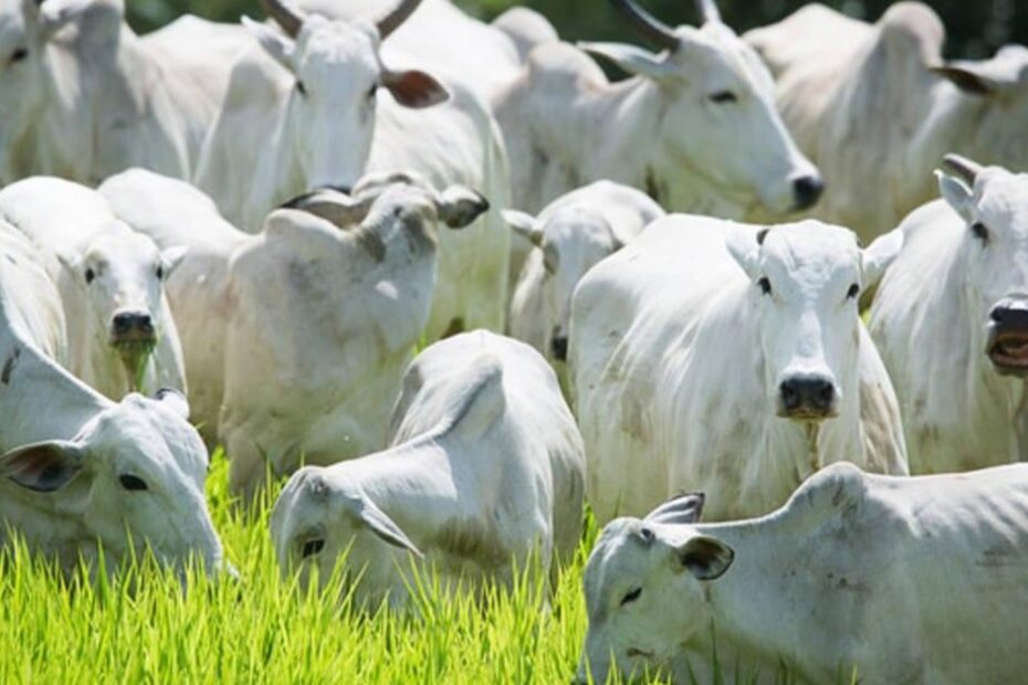 Confira os preços da arroba do boi gordo no Brasil