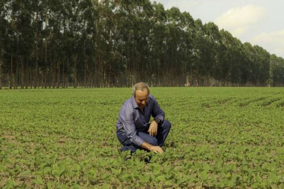 Agricultores veem produção aumentar com uso de técnicas sustentáveis