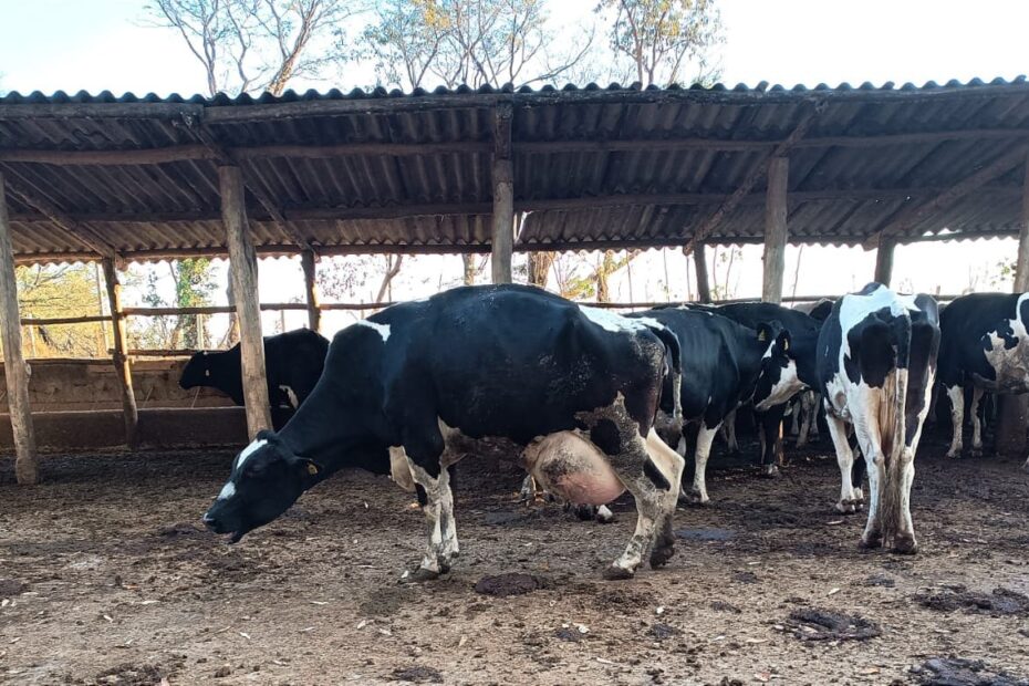 Escore de claudicação em vacas leiteiras: avaliação e manejo