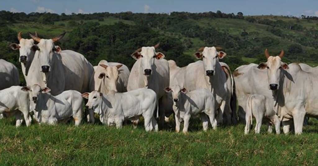 Preços do boi gordo sobem no atacado e no varejo; confira