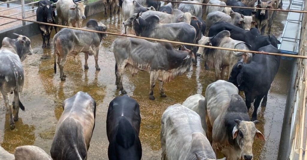 Suplementação a pasto faz boiada raçuda chegar a quase 23@ no Pará