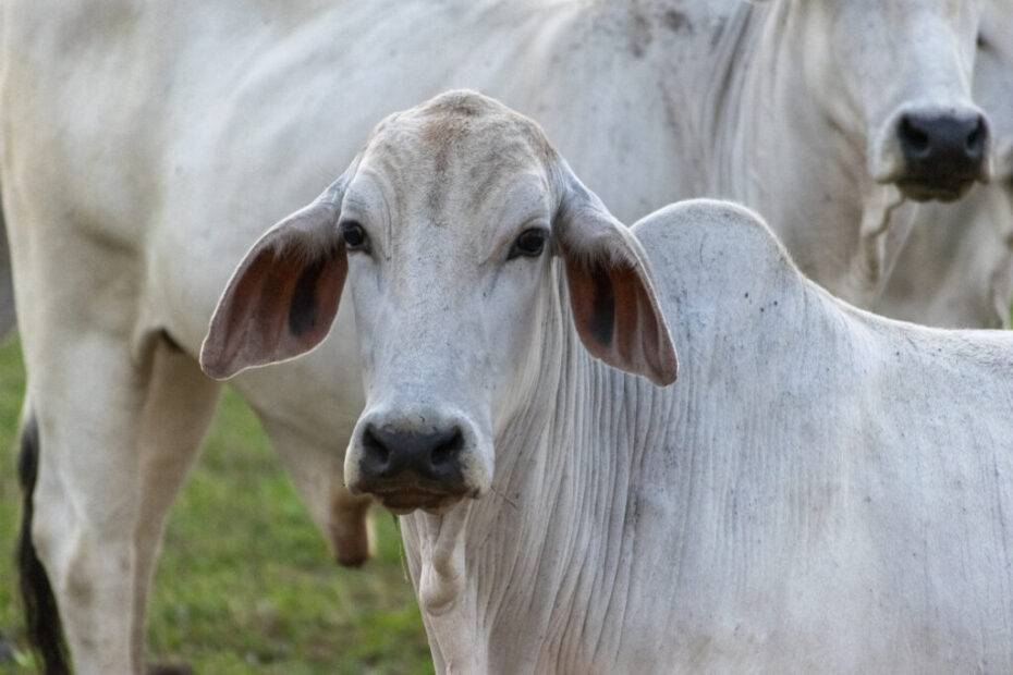 Brasil quer intensificar com indonésia exportação de gado em pé
