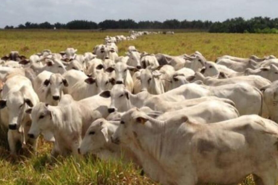 Brasil bate recorde na produção de carnes em 2023