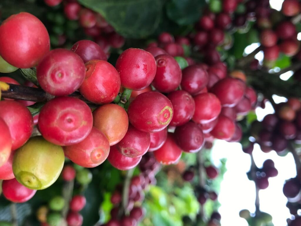 Café especial: o que é e qual o seu diferencial?