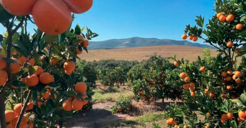 Minas Gerais: produtores apostam em ‘citricultura de montanha’