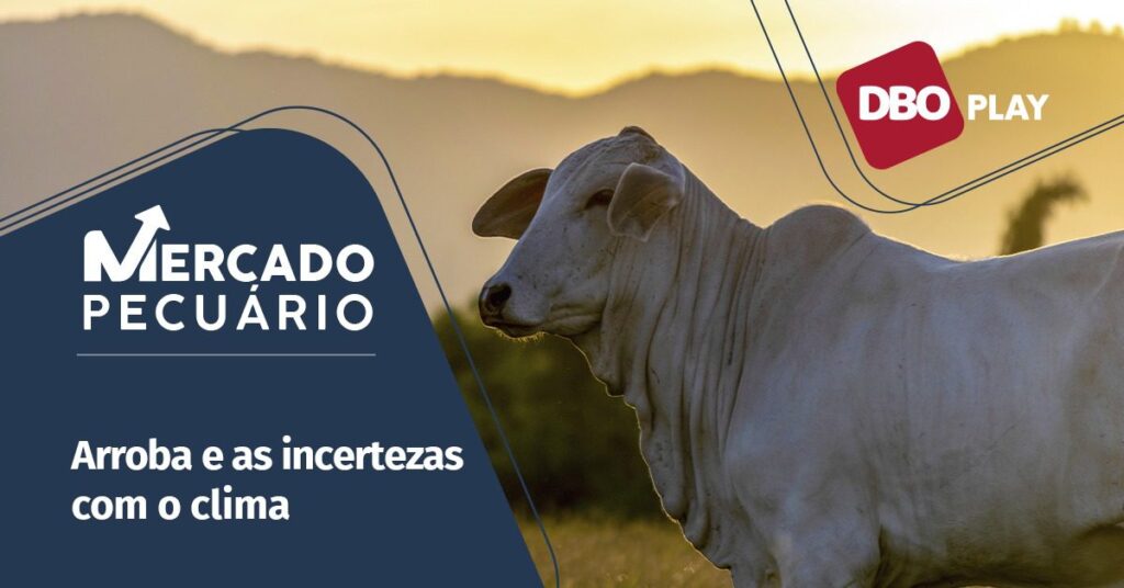 Quais os possíveis impactos do clima no mercado do boi gordo nesta reta final do ano? • Portal DBO