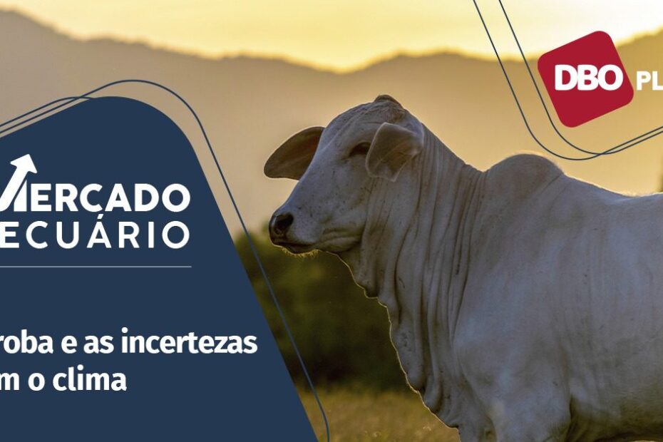 Quais os possíveis impactos do clima no mercado do boi gordo nesta reta final do ano? • Portal DBO