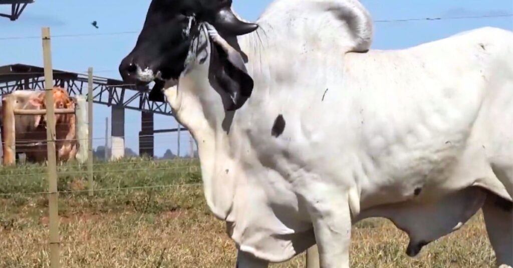 Cruzamento entre mestiço anelorado com Gir leiteiro provado daria boas vacas de leite? 
