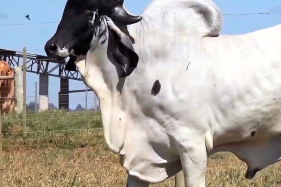 Cruzamento entre mestiço anelorado com Gir leiteiro provado daria boas vacas de leite? 