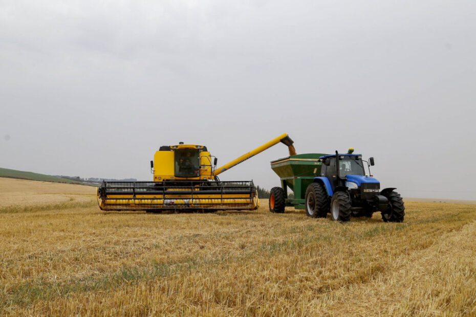 Avanço da colheita de trigo revela os danos causados pelas chuvas