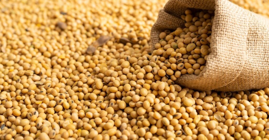 Reduzir teor de umidade da soja pode trazer prejuízo de R$ 3,6 bi ao produtor