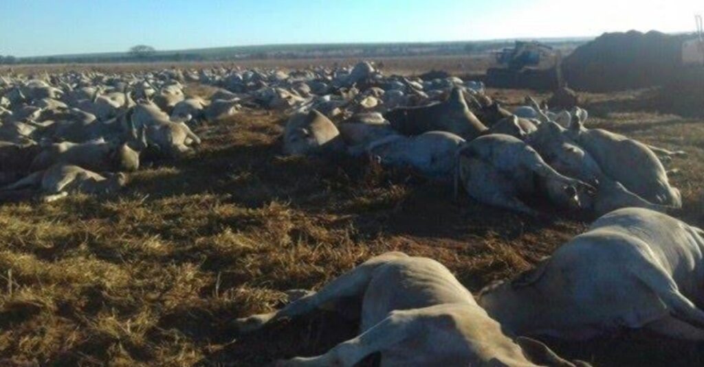 Saiba como dar o destino certo a produtos veterinários e animais mortos