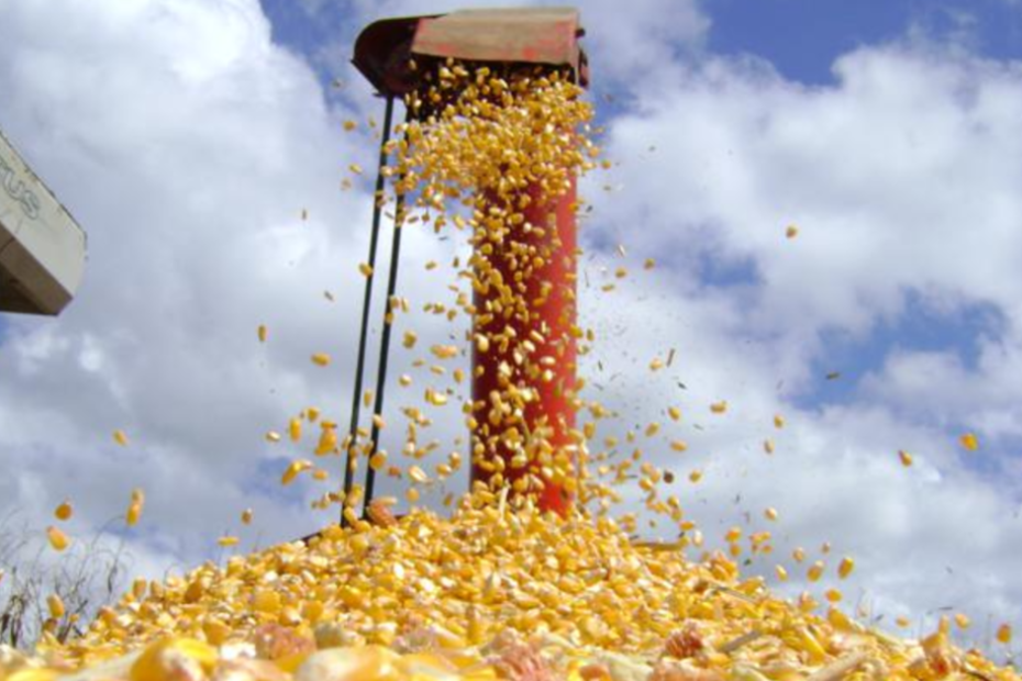 Exportação de milho em outubro deve somar 8,321 mi de toneladas, projeta Anec • Portal DBO