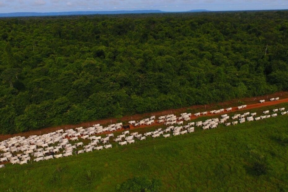 Fazenda Nota 10 revoluciona pecuária com inovadora medição de emissões nas propriedades
