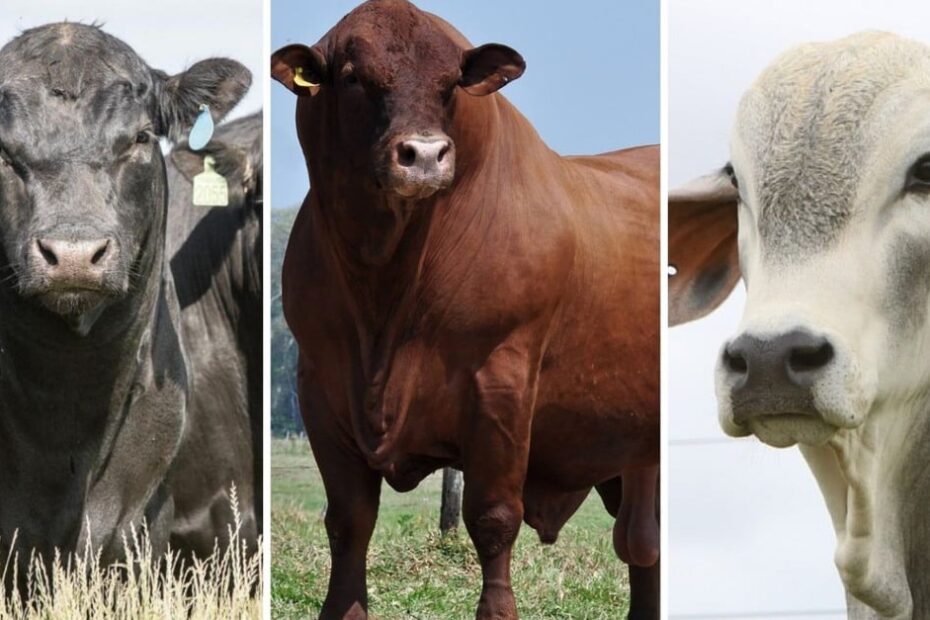 Angus, Senepol ou Tabapuã? Qual touro pode dar mais apuro genético em novilhas aneloradas?