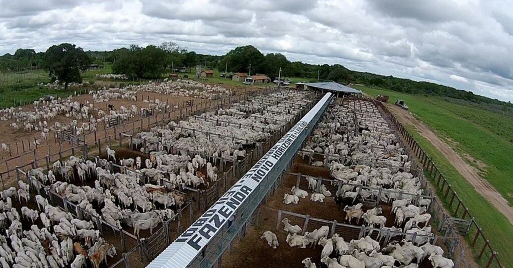 ‘Leilão Leiloboi Fazenda Novo Horizonte’ aponta renda de R$ 10,9 milhões • Portal DBO