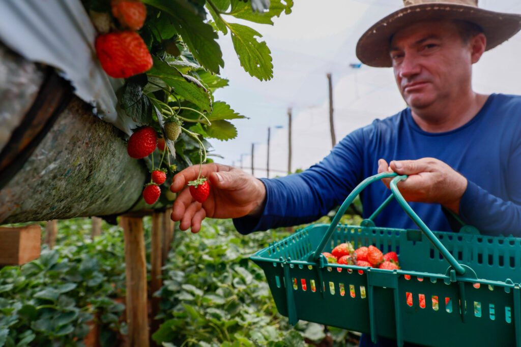 Com Indicação Geográfica, morango do Norte Pioneiro impulsiona renda de produtores