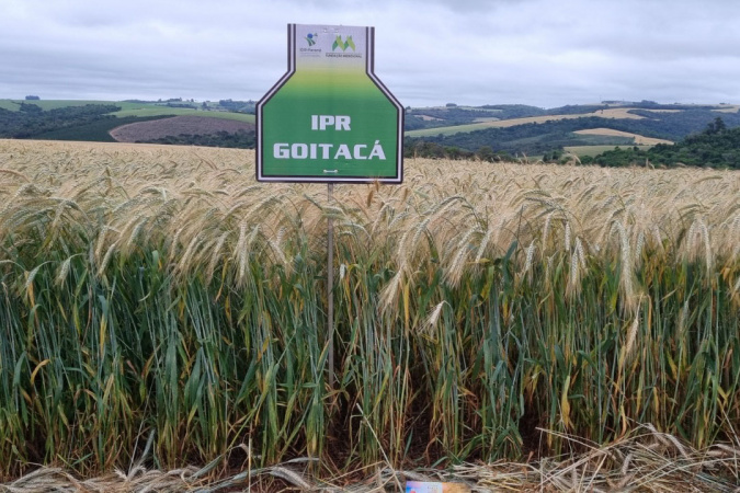 IDR-Paraná prepara lançamento de nova cultivar de triticale, com grande potencial produtivo