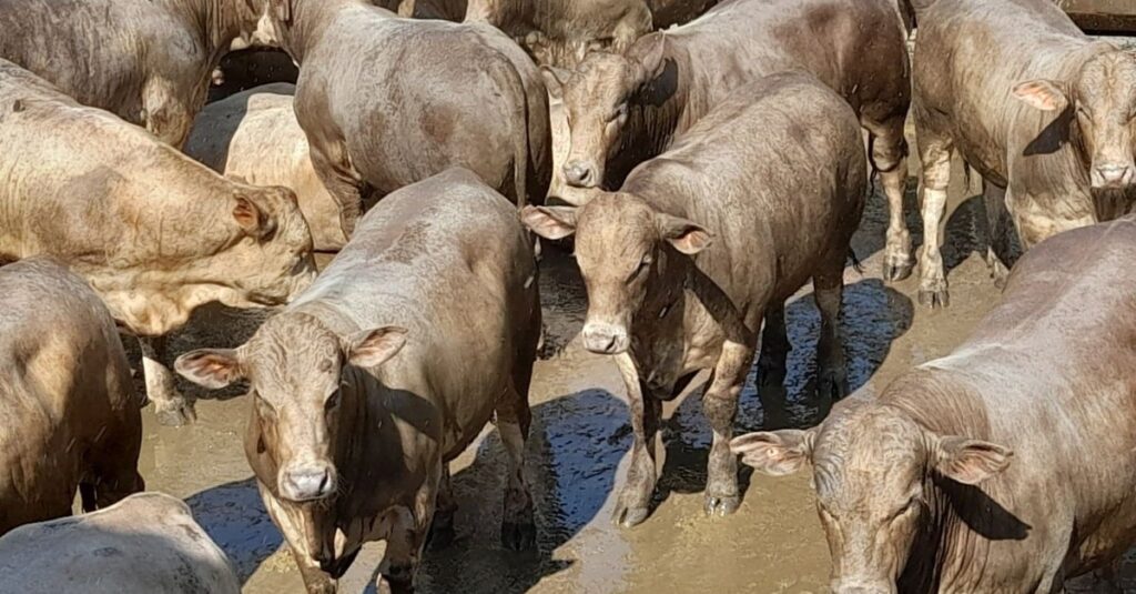 É inacreditável a idade de novilhos superprecoces tricross abatidos em Goiás