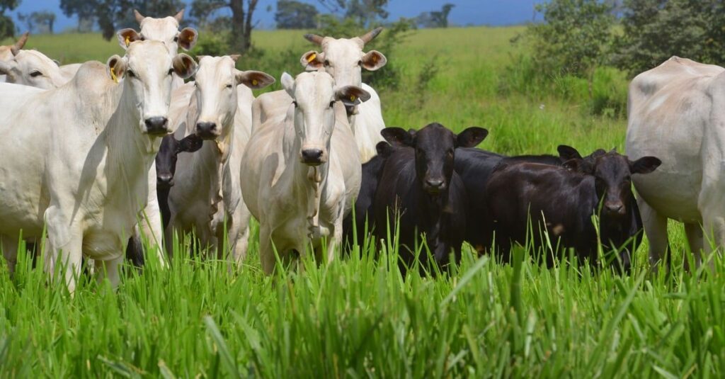 Manejo de pastagem: confira as dicas para o período de transição de seca para as águas