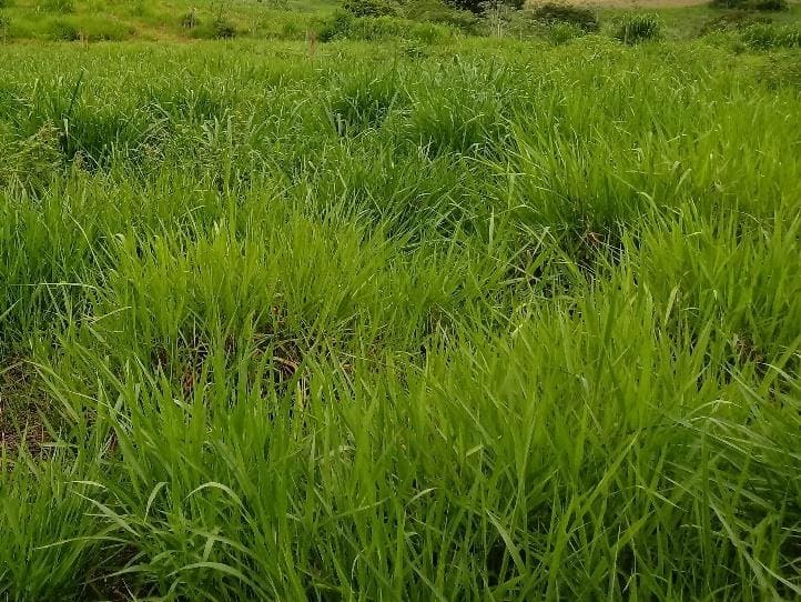 Intensificação de pastagens vs preços de fertilizantes