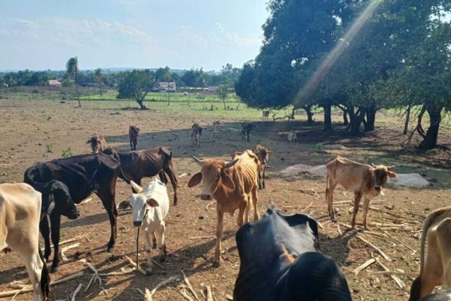 Viu esta? Pecuarista é preso por maus tratos a gado em Mato Grosso do Sul