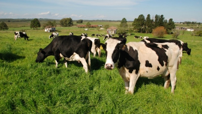 Preço pago ao produtor de leite recua 9% em setembro