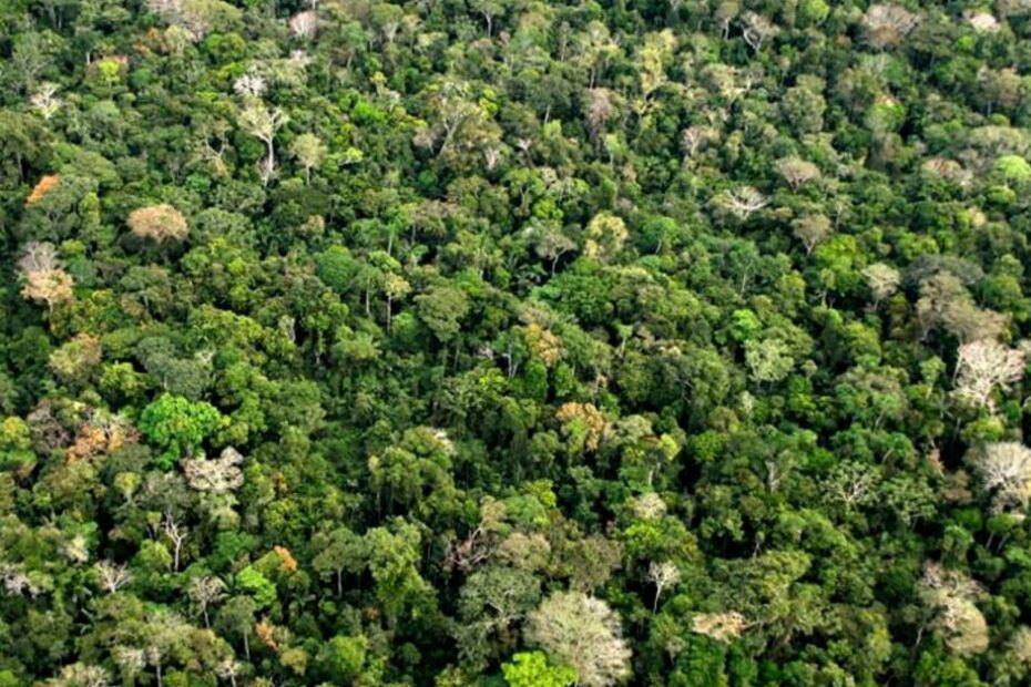 Desmatamento anual da Amazônia tem queda de 22,3%