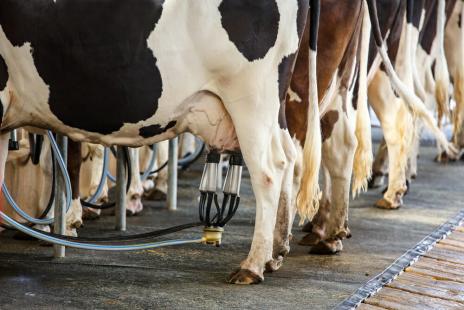 Indicador dos custos de produção do leite no RS recuam 0,58% em setembro 