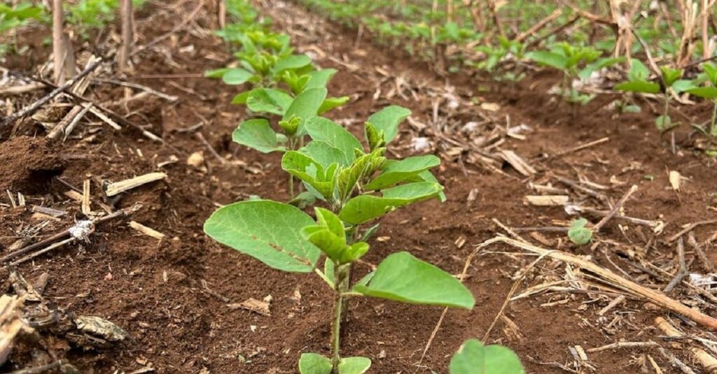 chuva e seca põem plantio em risco