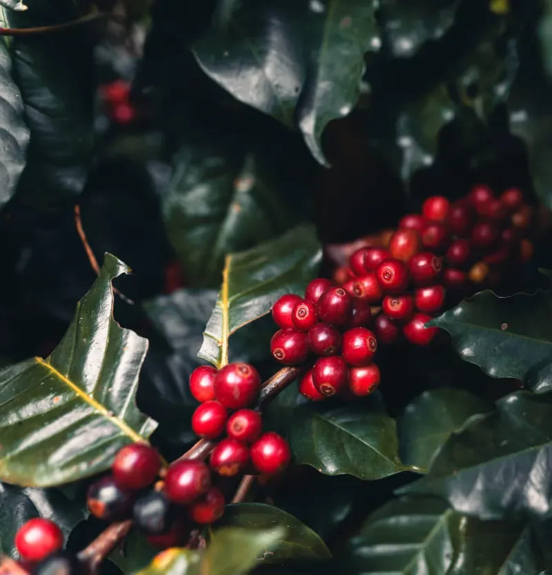 Manejo eficiente de pragas e doenças do café: veja os segredos