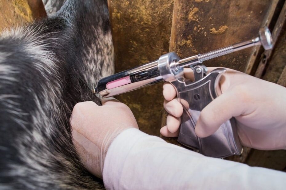 Febre aftosa: saiba os mitos e verdades para fazer a correta vacinação do gado