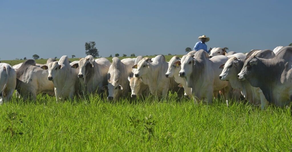 Adubação de pasto: nível ideal de fósforo? 44 Adubação de pasto: qual o nível de fósforo ideal para uma boa produção de capim?