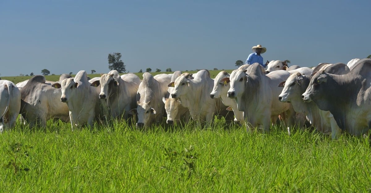 Adubação de pasto: nível ideal de fósforo?