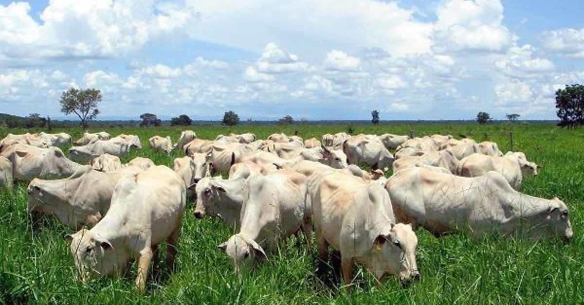 alta deve continuar no curto prazo; veja cotações