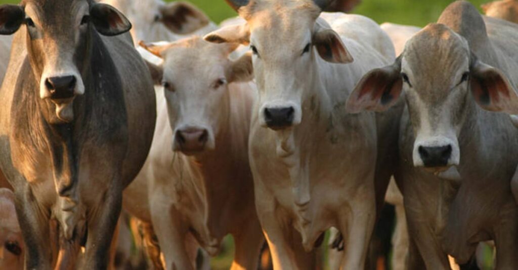Preço da arroba do boi gordo volta a subir no Brasil; confira