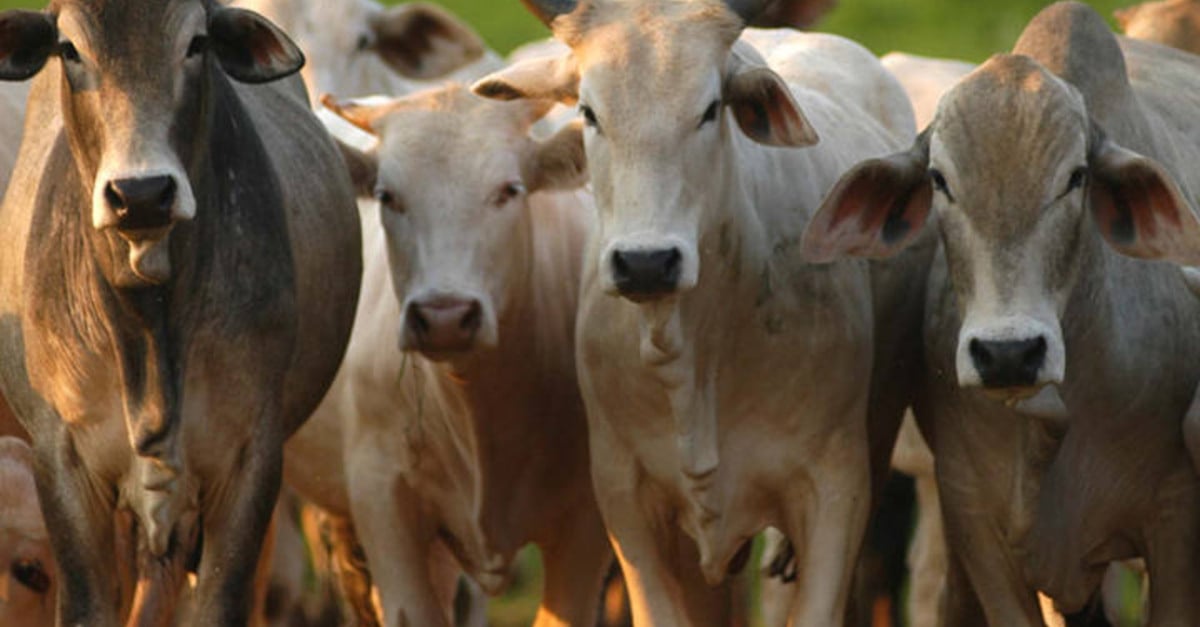 Arroba do boi gordo sobe novamente