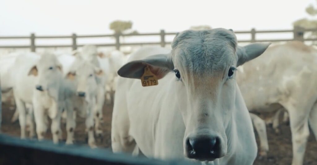 Alta Demanda, Preços Firmes 2 preços se estabilizam no Brasil