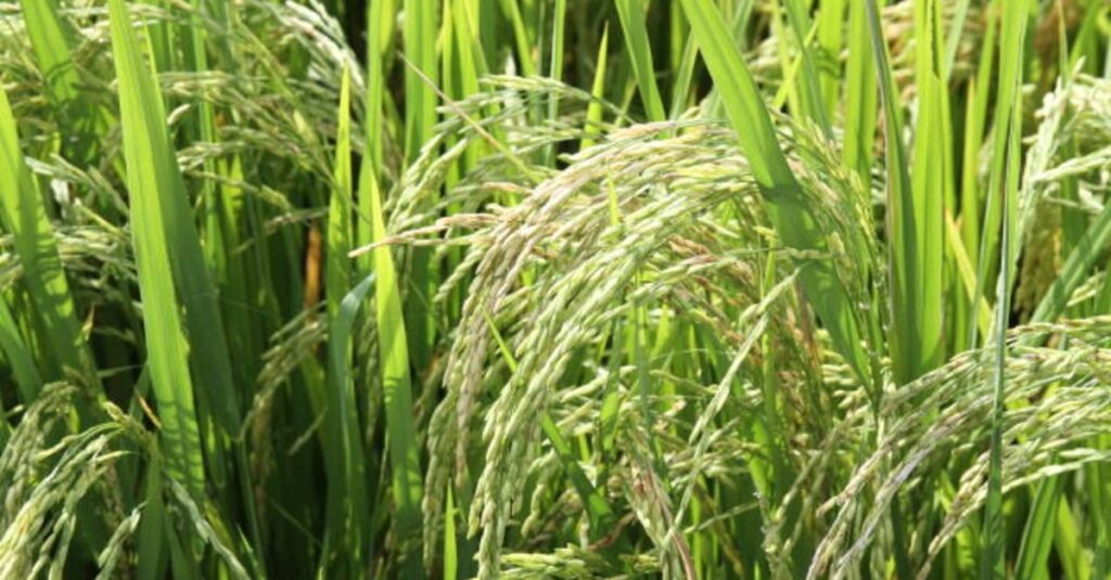 Arroz atinge R$ 120: saiba mais 17 Saca de arroz sobe e se aproxima dos R$ 120; veja