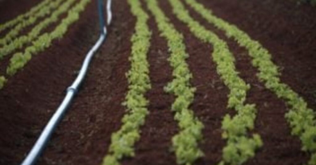 Biodefensivos: crescimento de 219% no Brasil 16 Mercado de biodefensivos cresce 219% no Brasil