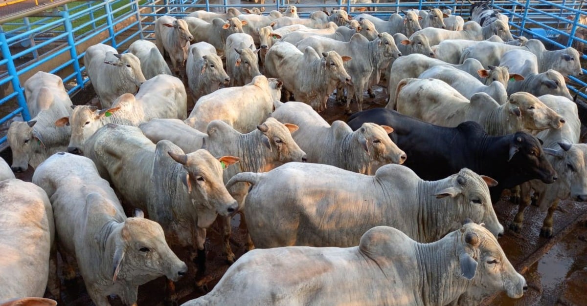 Boiada castrada: média de 20,8@ com suplementação em MS