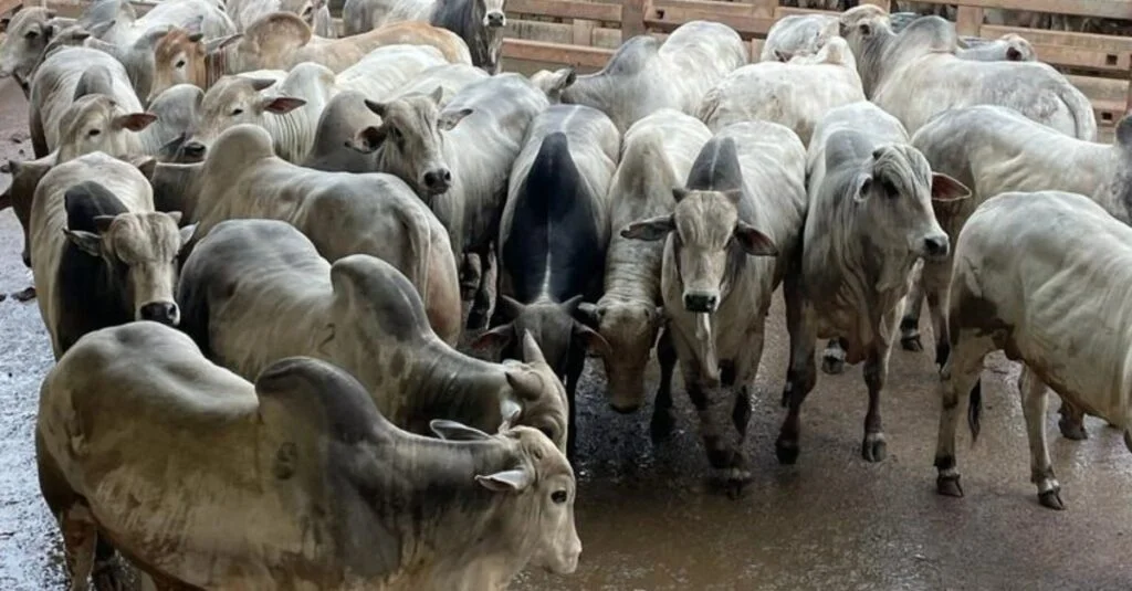 Boiada de qualidade na Fazenda Paulista em MS 9 Fazenda Paulista produz boiada de qualidade com quase 23@ em MS