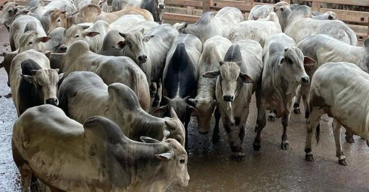 Boiada de qualidade na Fazenda Paulista em MS 1 Fazenda Paulista produz boiada de qualidade com quase 23@ em MS