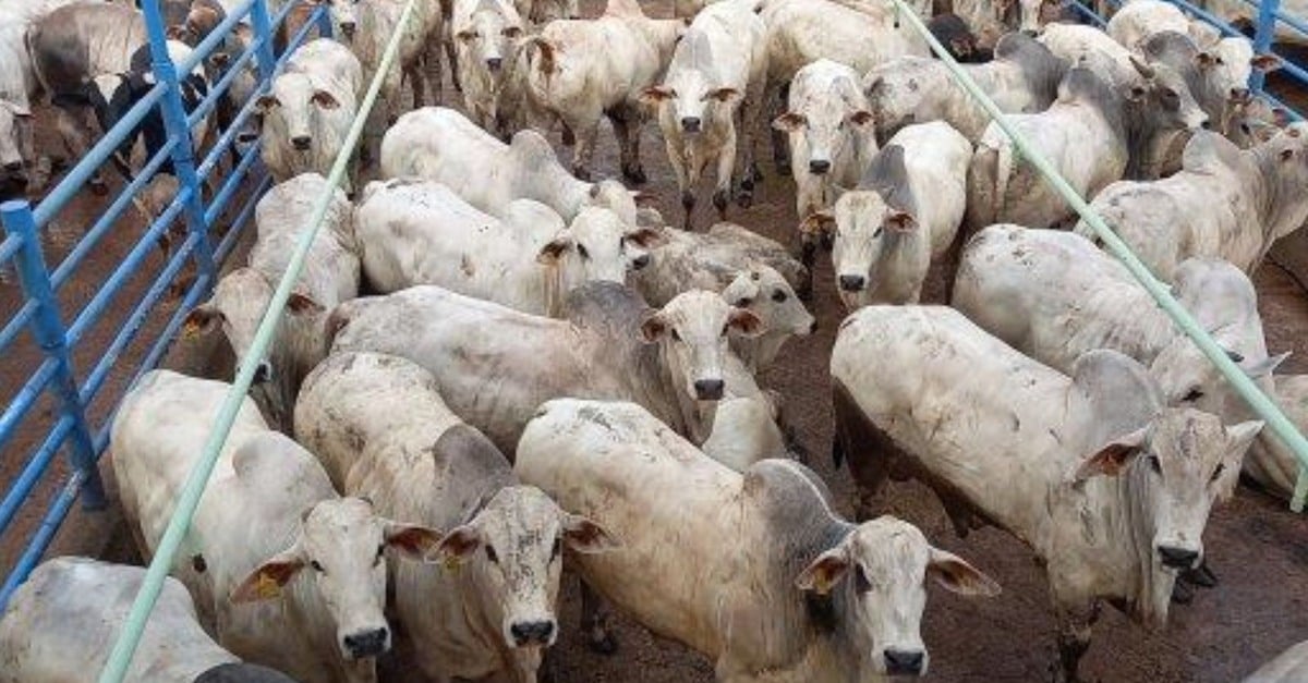 Boiada sem dentes atinge 19@ no Mato Grosso