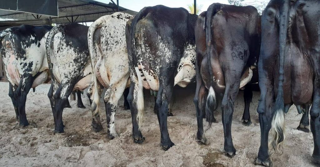 Brasil e Índia devem trabalhar juntos no melhoramento genético • Portal DBO